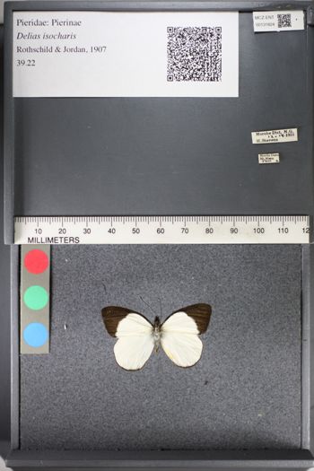 Media type: image;   Entomology 131824